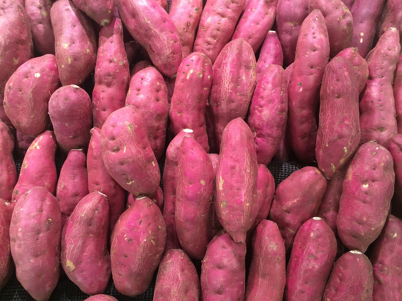 Harvesting Sweet Potatoes: How to Do It Correctly So It Won’t Hurt the Produce